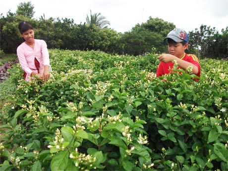 Thu hoạch hoa lài ở ấp Long Thới, xã Long An.