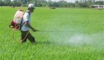 Nhiều loại sâu bệnh gây hại lúa hè thu chính vụ