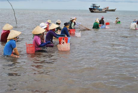 Thu hoạch nghêu