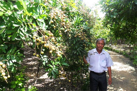 Vườn nhãn của anh Nguyễn Văn Hưởng.