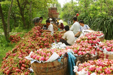 Thu hoạch thanh long. Ảnh: Nhựt Thưởng.