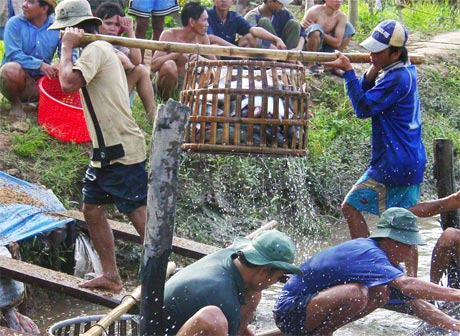 Chế biến cá tra xuất khẩu tại Công ty cổ phần Gò Đàng. Ảnh: Thái Thiện