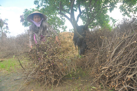 Bà Ngô Thị Nguyệt, ấp Thuận Hòa, xã Long Thuận, thị xã Gò Công đốn sơri để làm củi. Ảnh Sĩ Nguyên