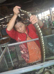 Khách hàng (phải) mua chuột tại vựa chuột của bà Đặng Thị Minh.