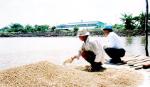 Phương pháp mới giúp giảm giá thành nuôi cá tra