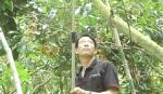 Trồng chôm chôm xen xoài đảm bảo thu nhập