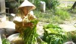 Giá rau tăng nhưng thu nhập của người trồng rau giảm