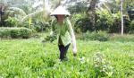 Hội LHPN xã Phước Thạnh: Hiệu quả lớn từ những mô hình nhỏ