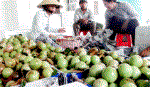 Nâng chất HTX Nông nghiệp: Tìm lời giải cho “bài toán” hóc búa