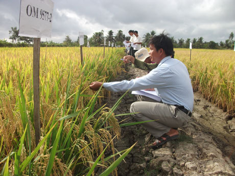 Hội thảo đầu bờ chuyển giao  kỹ thuật nhân giống lúa mới. Ảnh: N.T