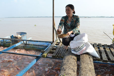 Chăm sóc cá bè là công việc thường nhật của chị Phượng ngoài giờ công tác Hội.