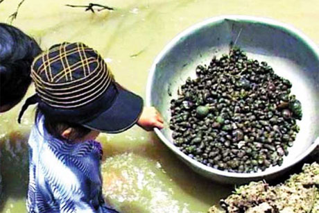 Ba loại ốc có nhiều trên đồng là ốc bươu, ốc lác và ốc đắng.