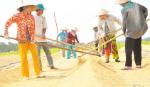 Năm 2012: Tổng sản lượng lương thực toàn tỉnh đạt 1,37 triệu tấn