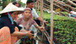 Nghề ươm cây giống ở xã Mỹ Lương