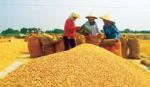 Vì nền nông nghiệp phát triển bền vững