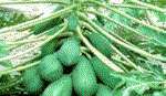 Phương pháp nhân giống nhanh cây đu đủ