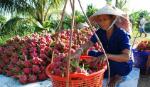 TS. Nguyễn Văn Hòa: Cần liên kết để tạo ra sản lượng lớn