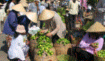Vận hành dây chuyền xử lý, đóng gói chanh