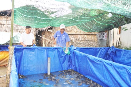 Ông Nguyễn Hồng Phước và anh Cao Văn Thanh bên lứa ếch sắp thu hoạch.
