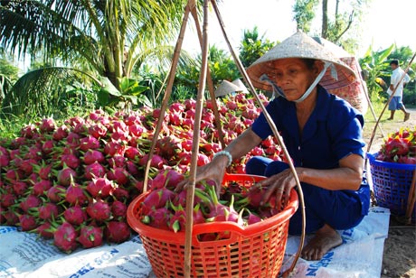 Thanh long, một trong những loại trái cây đã và đang được các tỉnh liên kết. Ảnh: Lập Đức