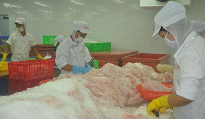 Chế biến cá tra xuất khẩu. Ảnh Thái Thiện