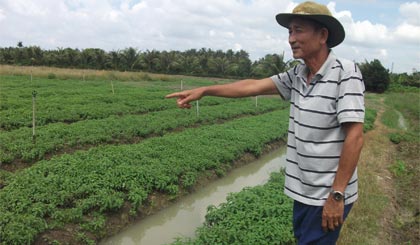 Ông Lê Văn Hoàng, nguyên Bí thư Đảng ủy xã chỉ tay về ruộng rau húng cây xanh mướt trong niềm hứng khởi, biểu hiện sinh động cho vùng quê một thời bom đạn đang thay đổi từng ngày.