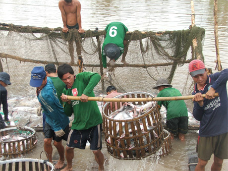 Thu hoạch cá tra. Ảnh: Thái Thiện.