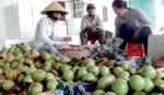 GlobalGAP, VietGAP: Xin đừng nói hay mà hãy làm hay