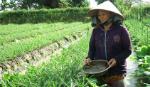 Tất bật mùa hoa kiểng tết