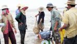 Giá nghêu thương phẩm giảm, nông dân vẫn lãi lớn