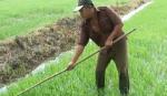 Tân Phước xuống giống 6.500 ha vụ đông xuân 2012-2013