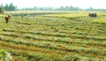 Tân Hòa Thành (Tân Phước): Lãi trên 15 triệu đồng/ha vụ nếp thu đông