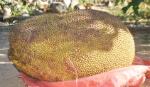 Trái mít nặng 48kg