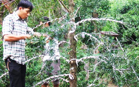 Vườn kiểng Ngọc Mai chuẩn bị cây kiểng cho thị trường tết.