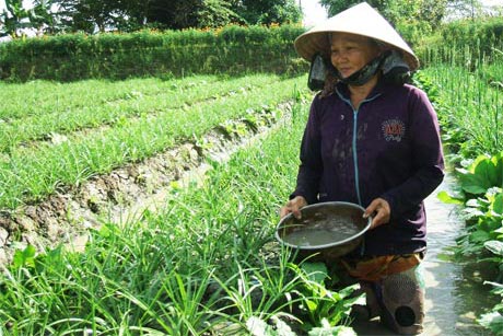 Nông dân xã Nhị Mỹ chăm sóc mùa huệ tết.