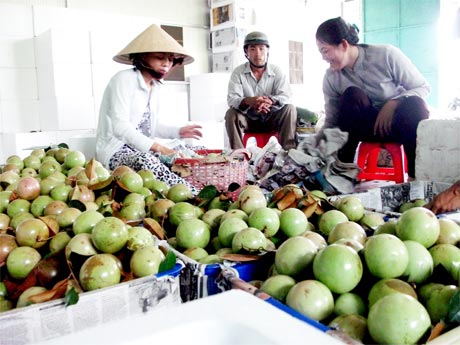 Mô hình vú sữa Lò Rèn sản xuất theo tiêu chuẩn GlobalGAP của Hợp tác xã vú sữa Lò Rèn Vĩnh Kim đạt chứng nhận đầu tiên ở ĐBSCL hiện không có kinh phí tái chứng nhận (ảnh: Thu mua vú sữa tại nhà đóng gói của HTX).