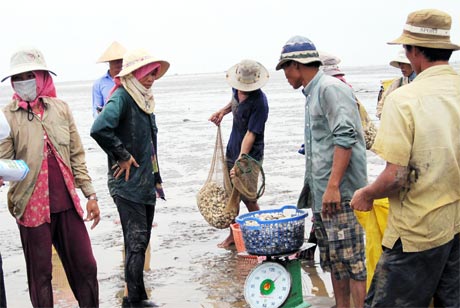 Thu hoạch nghêu ở xã Tân Thành, huyện Gò Công Đông.