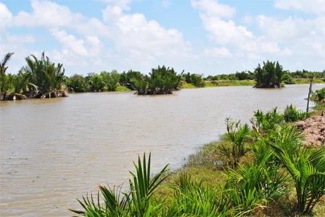 Một khu đầm  nuôi tôm  quãng canh  ở ấp Cồn Cống,  xã Phú Tân.