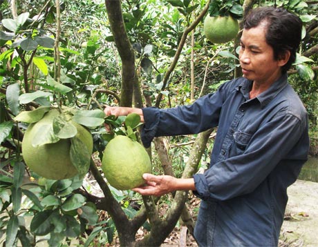 Bưởi là một trong những loại trái cây được thị trường Tết rất ưa chuộng và nông dân đang tất bật chuẩn bị cho vụ này.