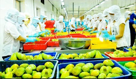 Ngành Công nghiệp chế biến các sản phẩm nông nghiệp sẽ được ĐBSCL ưu tiên mời gọi đầu tư trong thời gian tới. Trong ảnh: Chế biến trái cây xuất khẩu tại Công ty CP Rau quả Tiền Giang.