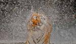 Những tấm ảnh thắng giải tại cuộc thi của National Geographic 2012