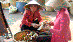 Nhộn nhịp mùa vú sữa