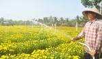 Làng hoa Mỹ Tho: Người trồng hớn hở, người bán còn chờ