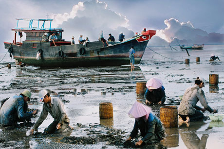 Thu hoạch nghêu tại huyện Gò Công Đông. Ảnh: Duy Sơn