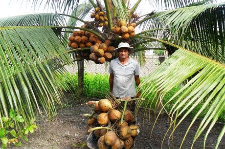 Ông mười Hoặc đang thu hoạch dừa.
