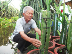 Khóm phụng ở ấp Mỹ Lộc, xã Thạnh Mỹ (Tân Phước) chờ Tết và ông Võ Ngọc Diệp, ấp Lương Phú C, xã Lương Hòa Lạc (Chợ Gạo) chuẩn bị ghép những trái thanh long vào các hom đã được giâm vào chậu (kiểng thanh long) để cung ứng cho Công ty Đại Nam vào ngày 24 tháng chạp tới.
