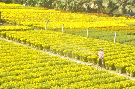 Làng hoa nhìn từ trên cao.