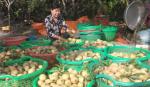 Trái cây “xuất” vườn, nhà vườn tất bật