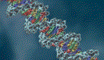 Can thiệp liệu pháp gene có thể chữa điếc bẩm sinh
