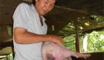 Heo cắn đuôi không phải do thức ăn